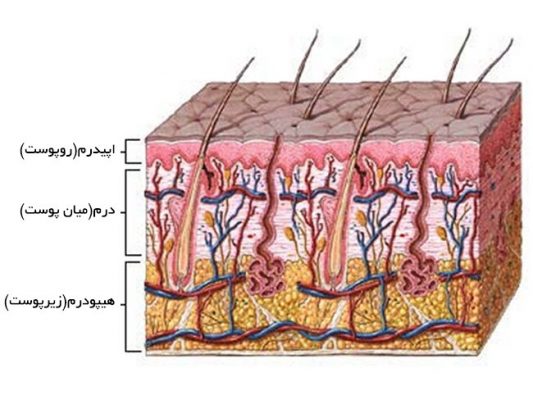 لایه‌های پوست در کاشت صحیح رنگ در میکروپیگمنتیشن